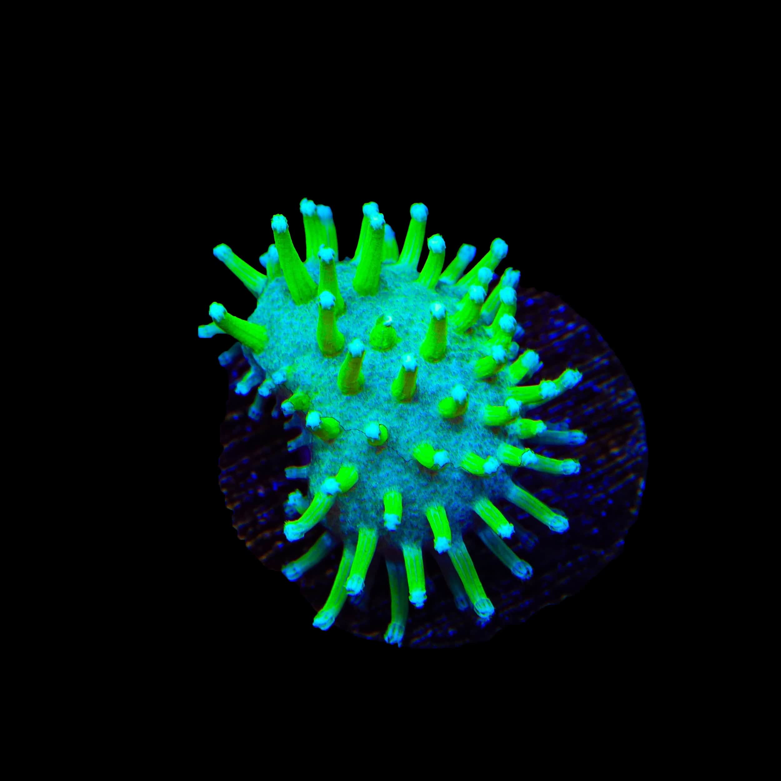 coralcoralページ TSA Glowworm Toadstool Leather Coral – Top Shelf Aquatics