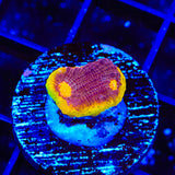TSA Gold Mine Chalice Coral