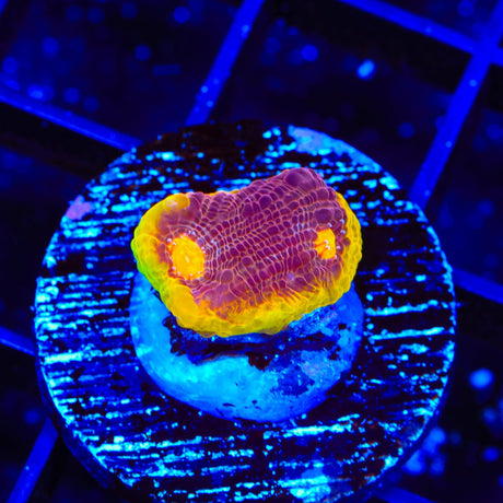 TSA Gold Mine Chalice Coral