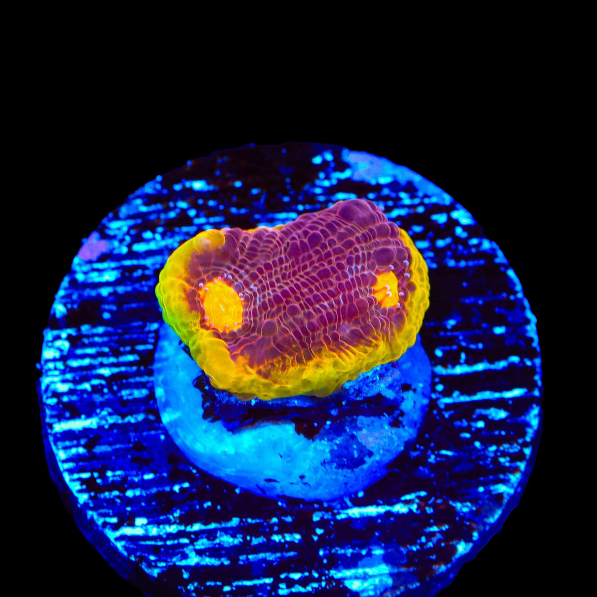 TSA Gold Mine Chalice Coral