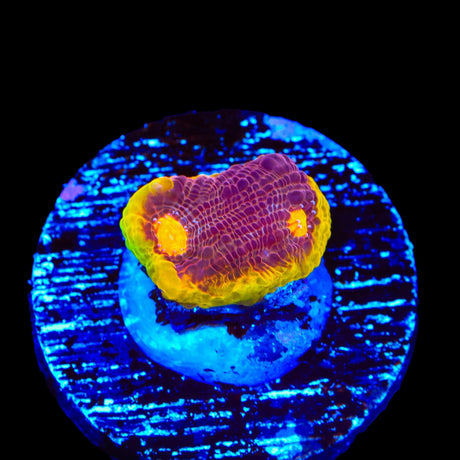 TSA Gold Mine Chalice Coral