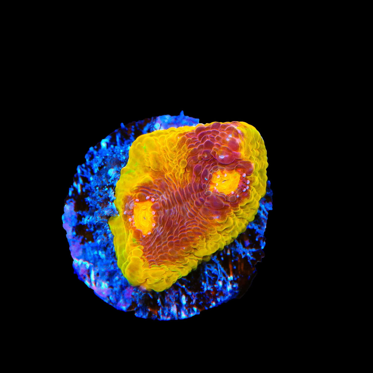 TSA Gold Mine Chalice Coral