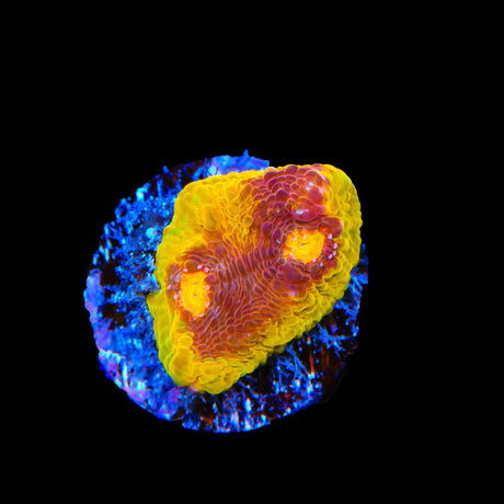 TSA Gold Mine Chalice Coral