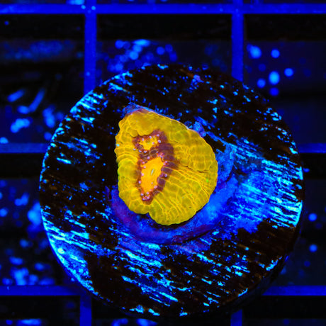 TSA Gold Mine Chalice Coral