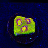 TSA Gold Mine Chalice Coral