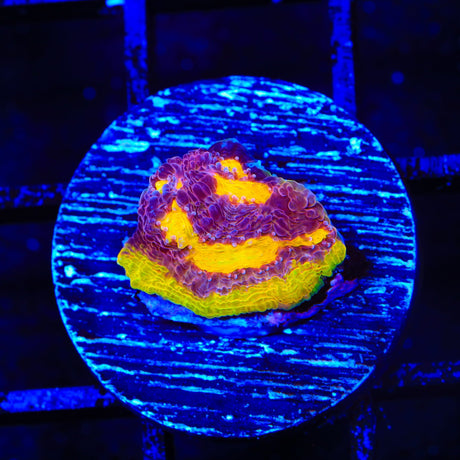 TSA Gold Mine Chalice Coral