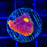 TSA Gold Mine Chalice Coral