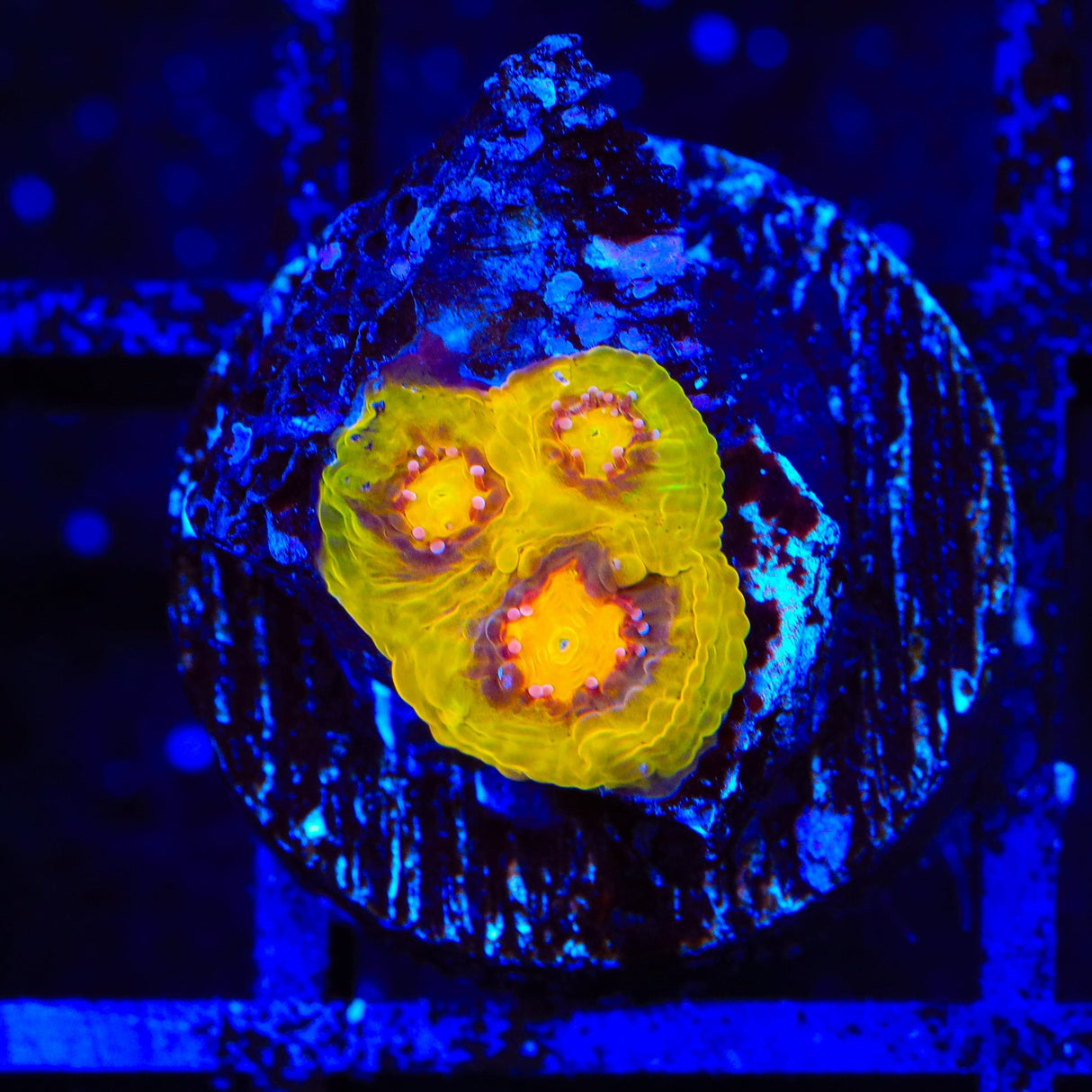 TSA Gold Mine Chalice Coral