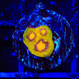 TSA Gold Mine Chalice Coral