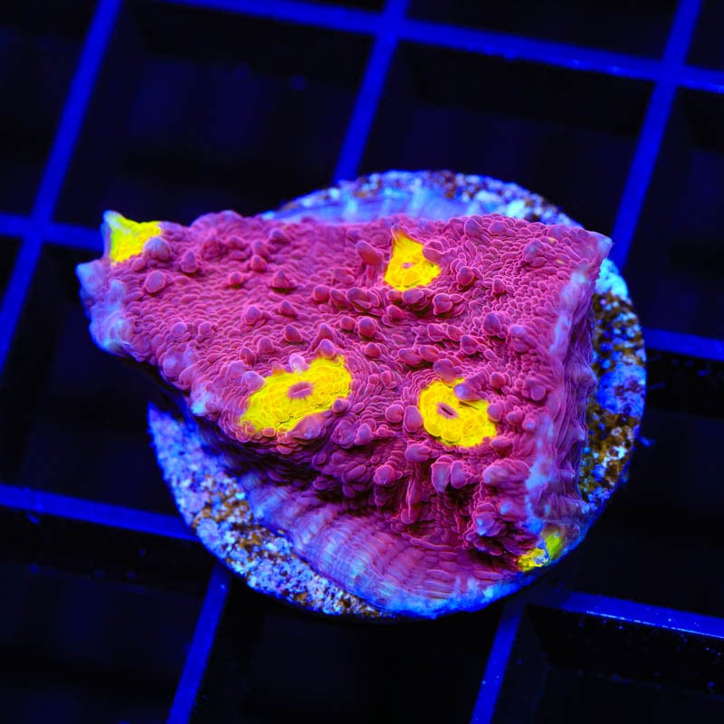 TSA Golden Eye Chalice Coral