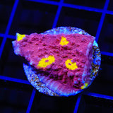 TSA Golden Eye Chalice Coral