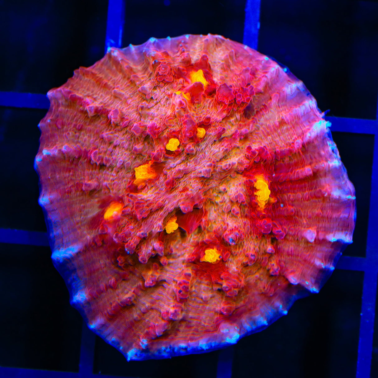 TSA Golden Eye Chalice XL Frag Coral