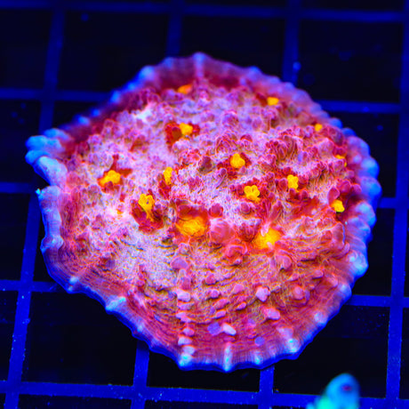 TSA Golden Eye Chalice XL Frag Coral