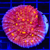 TSA Golden Eye Chalice XL Frag Coral