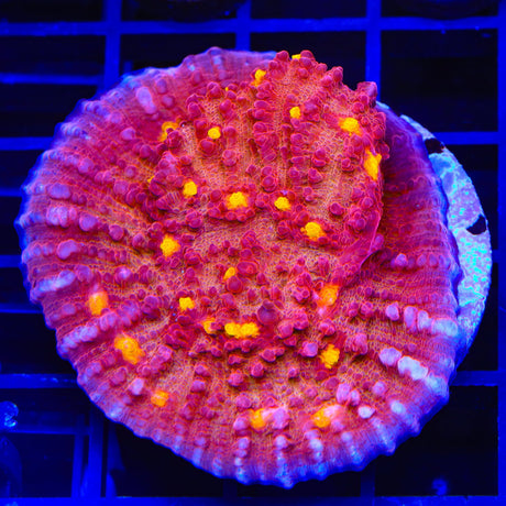 TSA Golden Eye Chalice XL Frag Coral