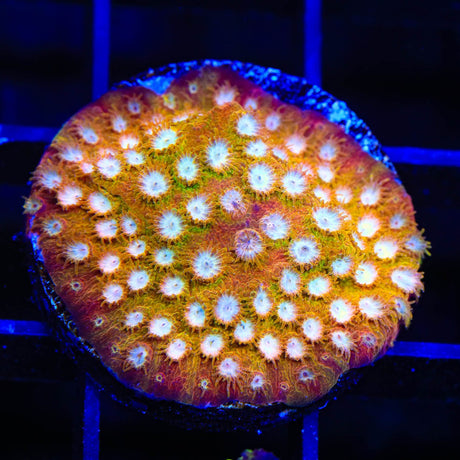 TSA Golden Girls Cyphastrea Coral