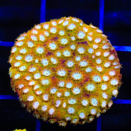TSA Golden Girls Cyphastrea Coral