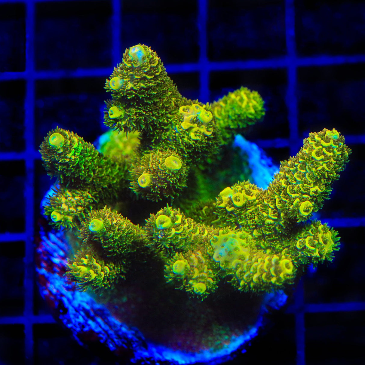 TSA Golden Goddess Acropora Coral