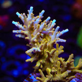 TSA Golden Honeycomb Acropora Coral