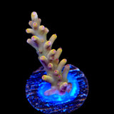 TSA Golden Honeycomb Acropora Coral