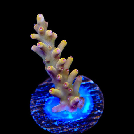 TSA Golden Honeycomb Acropora Coral