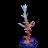 TSA Golden Honeycomb Acropora Coral