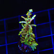 TSA Golden Honeycomb Acropora Coral