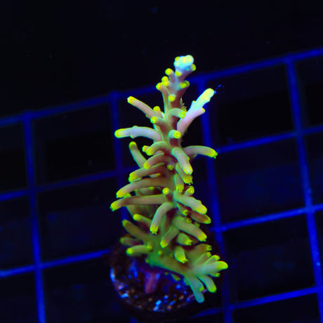 TSA Golden Honeycomb Acropora Coral