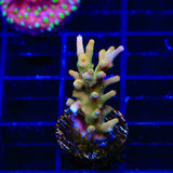 TSA Golden Honeycomb Acropora Coral
