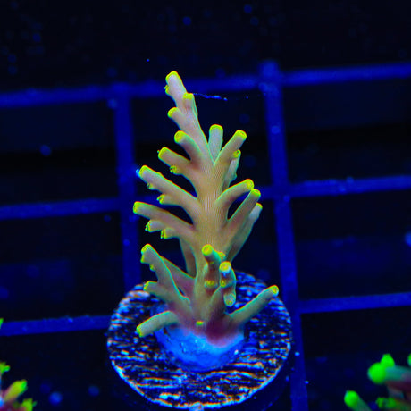TSA Golden Honeycomb Acropora Coral