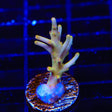 TSA Golden Honeycomb Acropora Coral