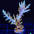 TSA Golden Honeycomb Acropora Coral
