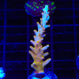 TSA Golden Honeycomb Acropora Coral