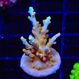 TSA Golden Honeycomb Acropora XL Frag Coral