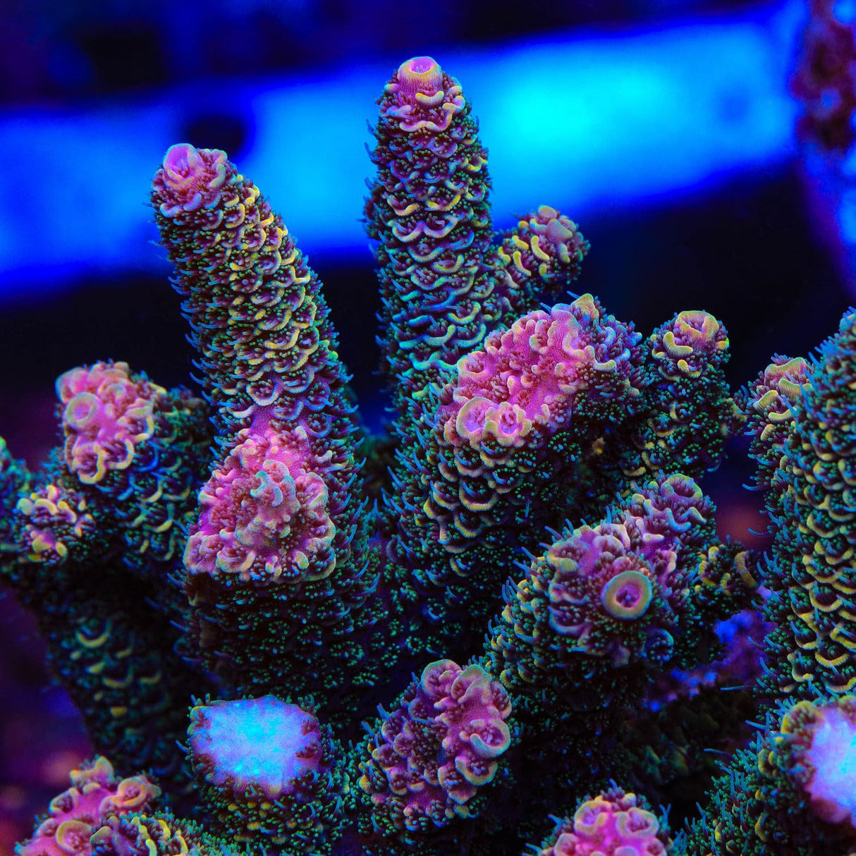 TSA Golden Matrix Acropora Coral