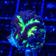 TSA Golden Maze Platygyra Coral