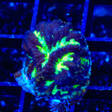 TSA Golden Maze Platygyra Coral