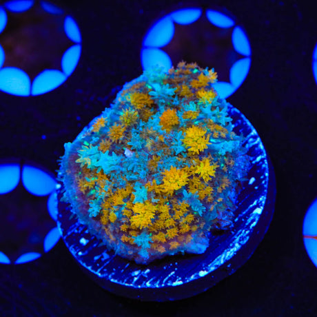 TSA Golden Stars Persian Rug Mushroom Coral