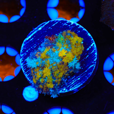 TSA Golden Stars Persian Rug Mushroom Coral