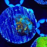 TSA Golden Stars Persian Rug Mushroom Coral