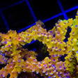 TSA Golden Waves Grafted Anacropora Coral
