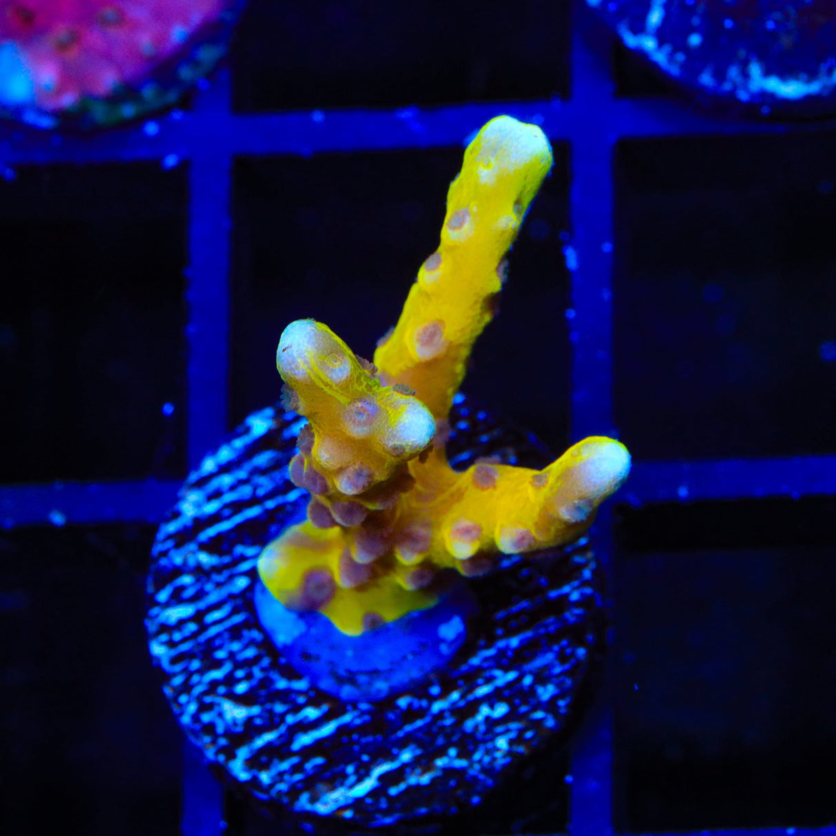 TSA Golden Waves Grafted Anacropora Coral
