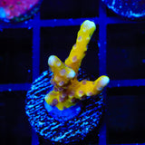 TSA Golden Waves Grafted Anacropora Coral