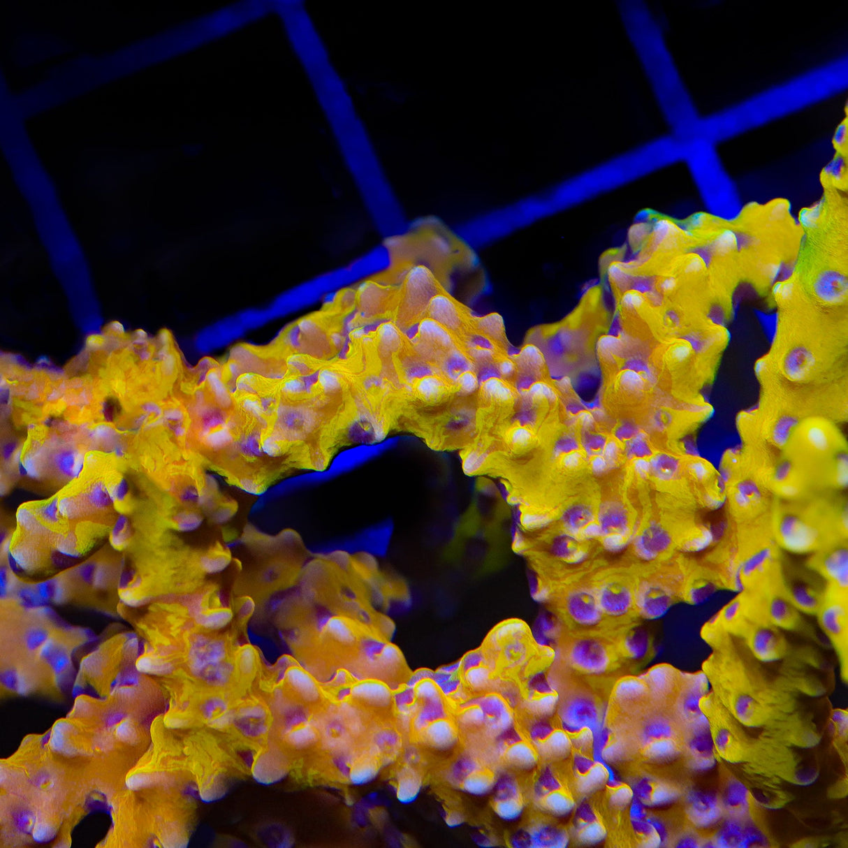 TSA Golden Waves Grafted Anacropora Coral