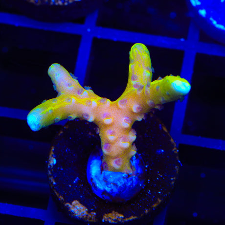 TSA Golden Waves Grafted Anacropora Coral