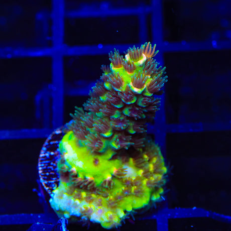 TSA Goldilocks Gumdrop Acropora Coral