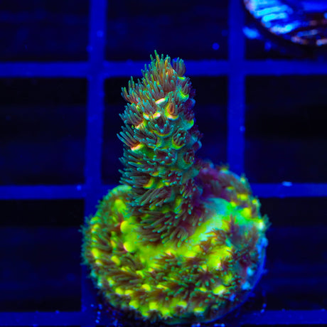 TSA Goldilocks Gumdrop Acropora Coral