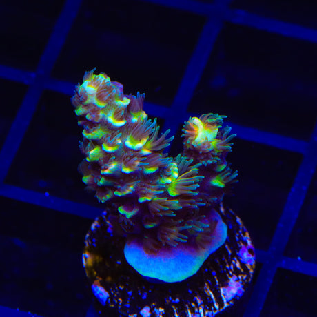 TSA Goldilocks Gumdrop Acropora Coral