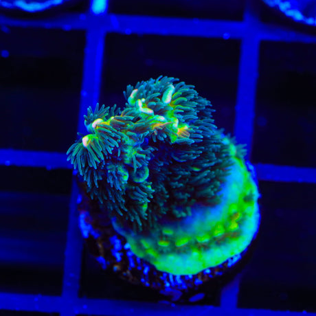 TSA Goldilocks Gumdrop Acropora Coral