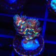 TSA Goldilocks Gumdrop Acropora Coral